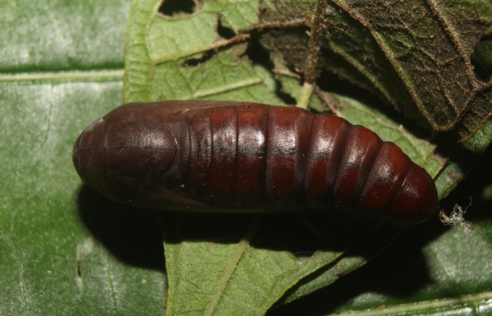 Figura 7. Pupa de <i>Epidromia linearis</i> (Erebidae), vista dorsal, localidad Medrano, Sector Pitilla ACG (380m). Voucher:19-SRNP-70912-DHJ751673.jpg.