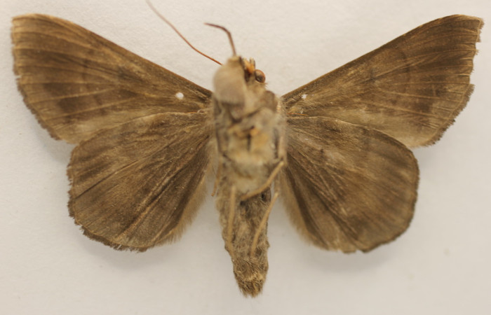 Figura 10. Adulto de <i>Epidromia linearis</i> (Erebidae), macho vista ventral, localidad Medrano, Sector Pitilla ACG (380m)). Voucher: 19-SRNP-70912-DHJ954259.jpg.