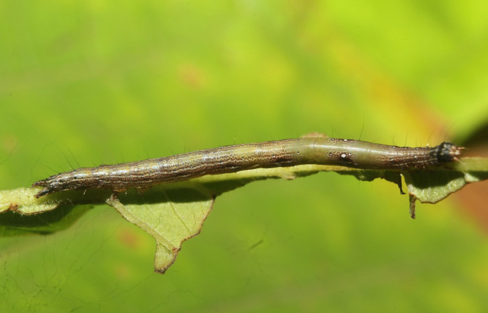 Figura 4 Larva <i>Epidromia linearis</i> (Erebidae), en penúltimo estadío (PU), vista lateral, localidad Medrano, Sector Pitilla ACG (380m). Voucher: 19-SRNP-70913-DHJ751424.jpg.
