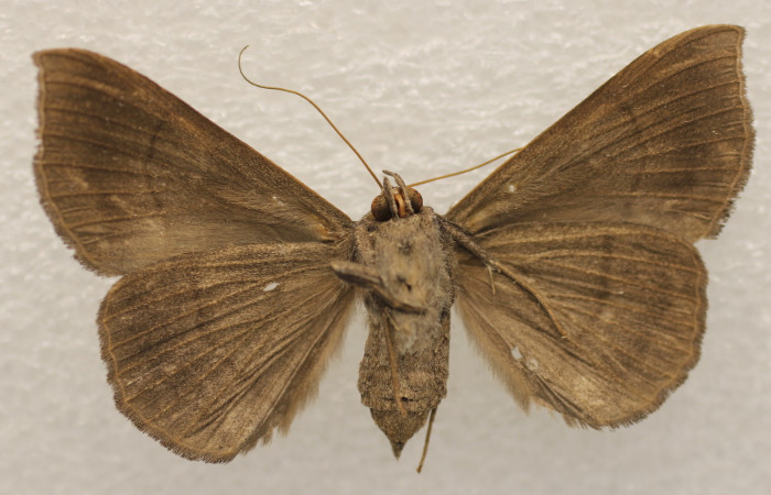 Figura 12. Adulto de <i>Epidromia linearis</i> (Erebidae), hembra vista ventral, localidad Medrano, Sector Pitilla ACG (380m). Voucher: 19-SRNP-70913-DHJ951673.jpg.