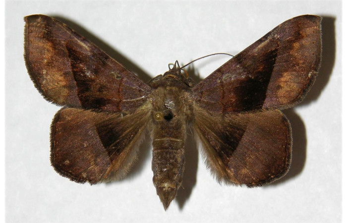 Figura 15. Adulto de <i>Epidromia pannosa</i> (Erebidae), macho vista dorsal, localidad Cafetal, Sector Santa Rosa ACG (280m). Voucher: 96-SRNP-5702-DHJ316020.jpg.