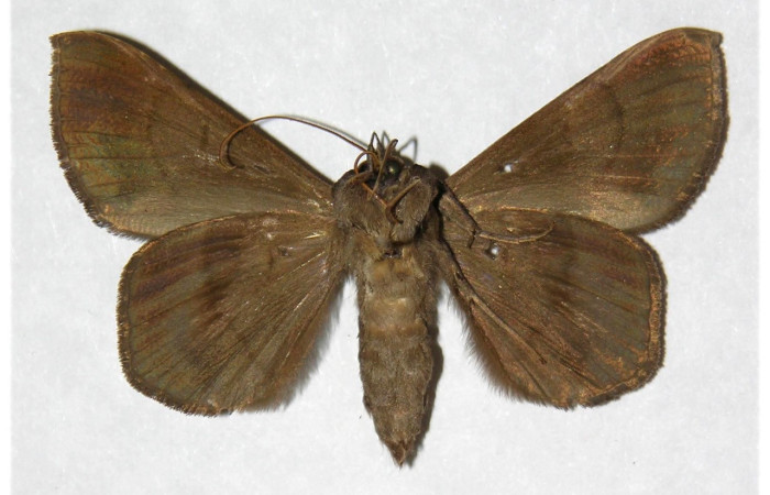 Figura 16. Adulto de <i>Epidromia pannosa</i> (Erebidae), macho vista ventral, localidad Cafetal, Sector Santa Rosa ACG (280m). Voucher: 96-SRNP-5702-DHJ316021.jpg.