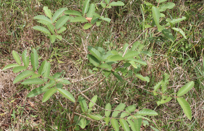 Figura 19. Planta hospedera de larva <i>Epidromia linearis</i> (Erebidae), esta planta se llama <i>Psidium guajava</i> (Myrtaceae), localidad Medrano, Estación Biológica Quica Sector Pitilla ACG (380m), foto: Ricardo Calero, 01 Junio 2023.