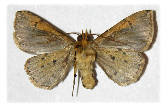 Figura 3. Adulto de <i>Deinopa signiplena</i> (Erebidae), (Macho), vista ventral.(05-SRNP-3151-DHJ314459.jpg).