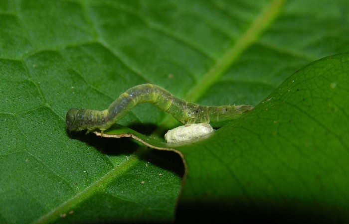 Figura. 8 Parásito <i>Diolcogaster</i> Choi78 de <i>Deinopa signiplena</i> (Erebidae), posición lateral Sector Rincon Rain Forest, Estación Pitilla (elevación 640 metros). 24 Mayo 2006. (05-SRNP-31619-DHJ404219.jpg).