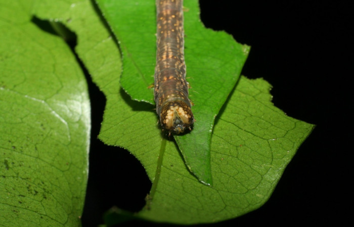 Figura 7. Larva en último estadio <i>Deinopa signiplena</i> (Erebidae), posición cabeza, alimentándose en <i>Swartzia costaricenses</i> (Fabaceae).Sector Pitilla, Sendero Mismo, (elevación 680 metros). 19 Julio 2006. (06-SRNP-32818-DHJ415940.jpg).