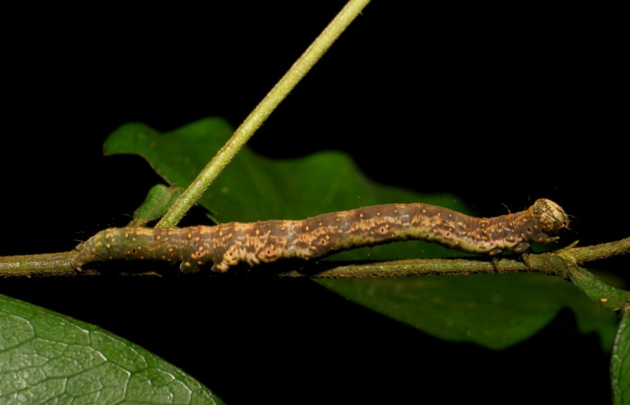 Figura 6. Larva en último estadio<i>Deinopa signiplena</i> (Erebidae), posición lateral, alimentándose en <i>Swartzia costaricenses</i> (Fabaceae).Sector San Cristobal, Finca San Gabriel, (elevación 645 metros). 15 Mayo 2006. (06-SRNP-3758-DHJ410511.jpg).