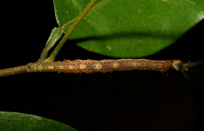 Figura 5. Larva en último estadio <i>Deinopa signiplena</i> (Erebidae), posición dorsal, alimentándose en <i>Swartzia costaricenses</i> (Fabaceae).Sector San Cristobal, Finca San Gabriel, (elevación 645 metros). 15 Mayo 2006. (06-SRNP-3758-DHJ410512.jpg).