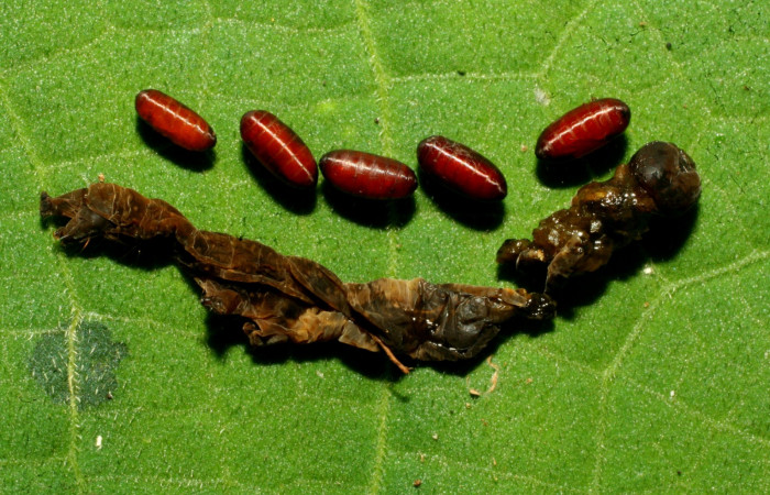 Figura. 10 Párasitos <i>Ceromya</i> Janzen08 (Tachinidae) de <i>Deinopa signiplena</i> (Erebidae), Sector Pitilla, Sendero Cuestona (elevación 640 metros). 28 Mayo 2011. (11-SRNP-31446-DHJ494245.jpg).