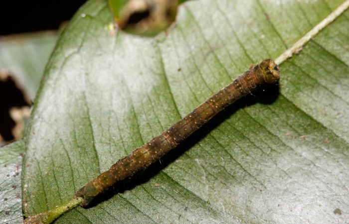 Figura 4. Larva en cuarto estadio <i>Deinopa signiplena</i> (Erebidae), posición dorsal, alimentándose en <i>Swartzia costaricenses</i> (Fabaceae).Sector Rincon Rain Forest, Estación Wege, (elevación 340 metros). 22 Setiembre 2015. (15-SRNP-26116-DHJ730051.jpg).
