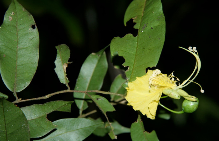 Figura 12. Planta hospedera de larva <i>Deinopa signiplena</i>, (Erebidae), <i>Swartzia costaricensis</i>, (Fabaceae), posición hojas y flor. Foto Jorge Hernández, 9 Febrero 2008.
