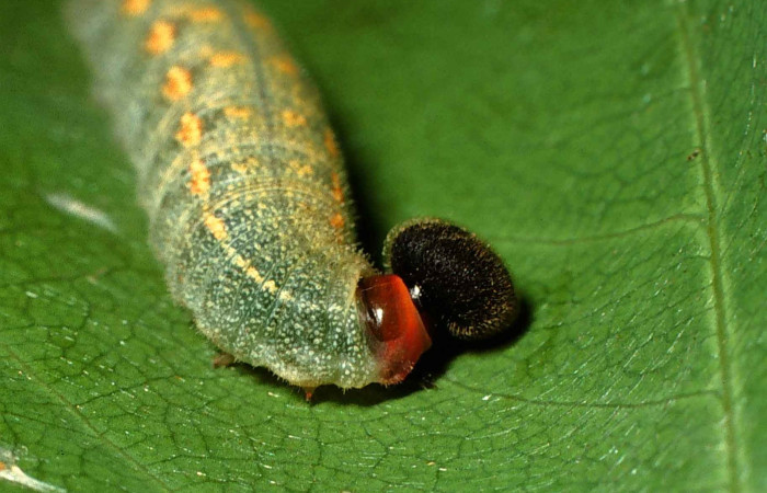 Fig. 3. Vista lateral del tórax de <i>Murgaria albociliatus</i>, (Hesperiidae), PU estadio. Voucher: 00-SRNP-6827-DHJ53230.jpg
