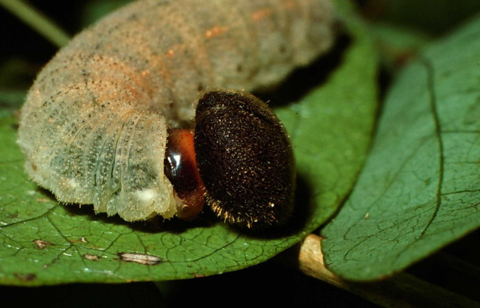 Fig. 8. Larva de <i>Murgaria toxeus</i>, (Hesperiidae), vista lateral tórax. Voucher: 02-SRNP-10179-DHJ65276.
