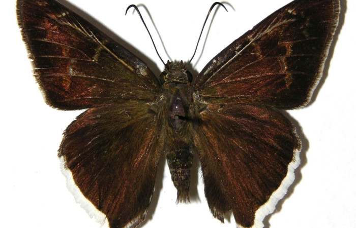 Fig.14. Adulto de <i>Murgaria jalapus</i>, (Hesperiidae), vista dorsal. Voucher: 02-SRNP-13559-DHJ306812.jpg