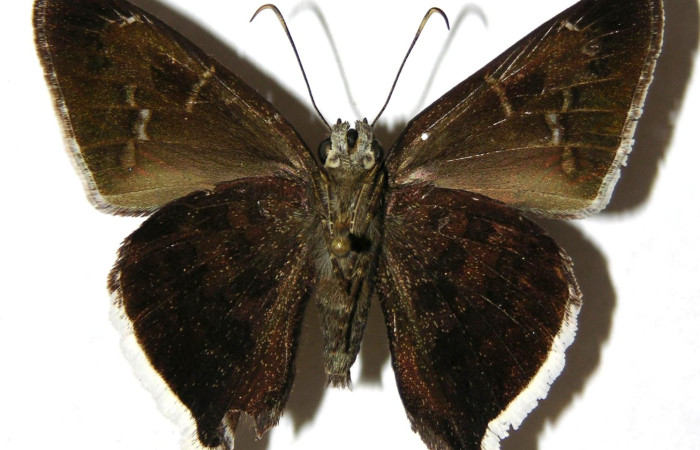 Fig.15. Adulto de <i>Murgaria jalapus</i> (Hesperiidae), vista dorsal. Voucher: 02-SRNP-13559-DHJ306813.jpg.