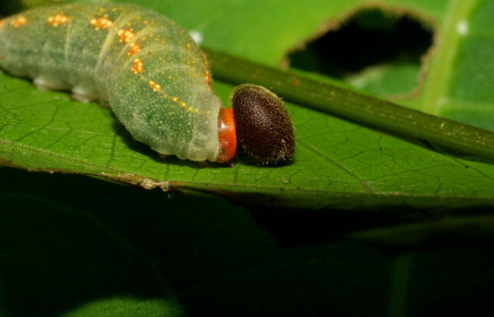 Fig. 9. Larva de <i>Murgaria jalapus</i>, (Hesperiidae) Voucher: 08-SRNP-30977-DHJ438736.jpg