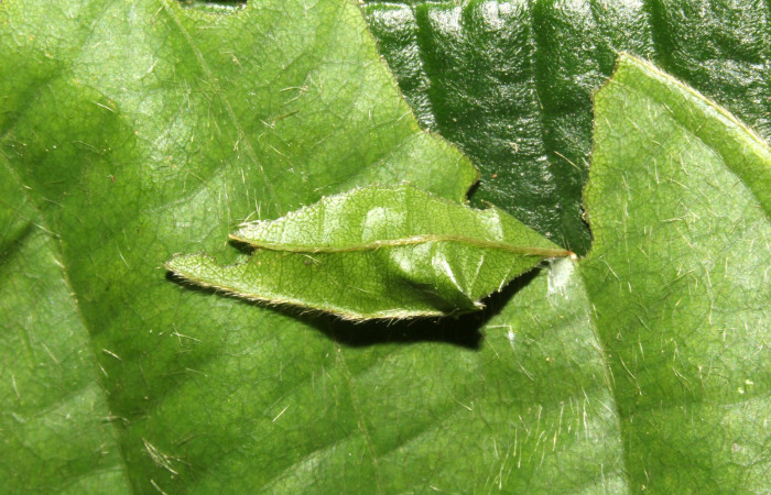 Fig. 5. Se muestra el refugio de larva <i>Murgaria albociliatus</i>, (Hesperiidae). Voucher: 17-SRNP-30398-DHJ736045.jpg