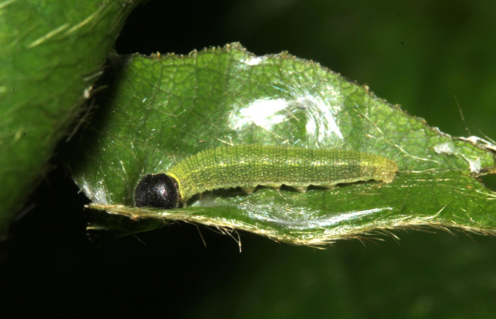 Fig. 4. Vista completa de larva de <i>Murgaria albociliatus</i>, (Hesperiidae), II estadio. Voucher: 17-SRNP-30398-DHJ736047.jpg
