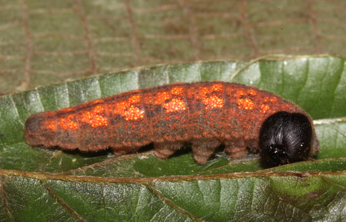 Fig.1. Lateral entero de larva <i>Murgaria albociliatus</i>, (Hesperiidae), último estadio; aquí se nota su coloración café con puntos naranjas, su cabeza negra. Voucher 17-SRNP-30398-DHJ736268.jpg.