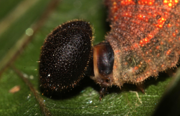 Fig. 2. Se muestra la cabeza color negra de <i>Murgaria albociliatus</i>, (Hesperiidae), último estadio. Voucher: 17-SRNP-30398-DHJ736269.jpg.