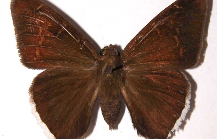 Fig.12. Adulto de <i>Murgaria toxeus</i>, (Hesperiidae), vista dorsal. Voucher: 93-SRNP-7539-DHJ38092.jpg.