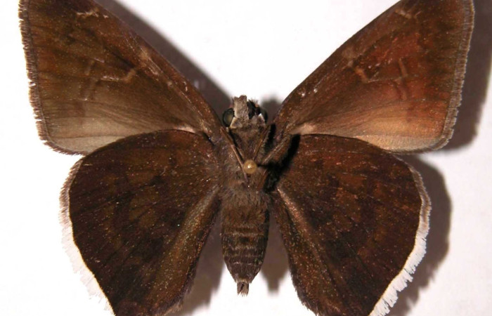 Fig.13. Adulto de <i>Murgaria toxeus</i>, (Hesperiidae), vista ventral. Voucher: 93-SRNP-7539-DHJ38093.jpg.