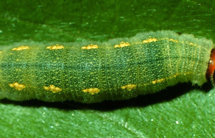 Fig.6. Vista dorsal de <i>Murgaria albociliatus</i>, (Hesperiidae). Voucher: 96-SRNP-1083-DHJ27514.jpg