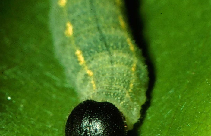 Fig. 7. Larva de <i>Murgaria albociliatus</i> (Hesperiidae), vista frontal. Voucher: 96-SRNP-1083-DHJ27519.