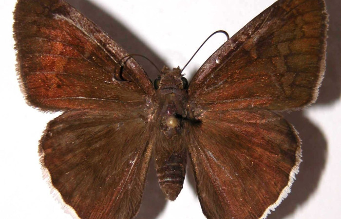 Fig.10. Adulto de <i>Murgaria albociliatus</i>, (Hesperiidae), vista dorsal. Voucher: 96-SRNP-1083-DHJ38088