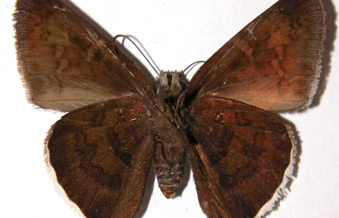 Fig.11. Adulto de <i>Murgaria albociliatus</i>, (Hesperiidae), vista ventral. Voucher: 96-SRNP-1083-DHJ38089