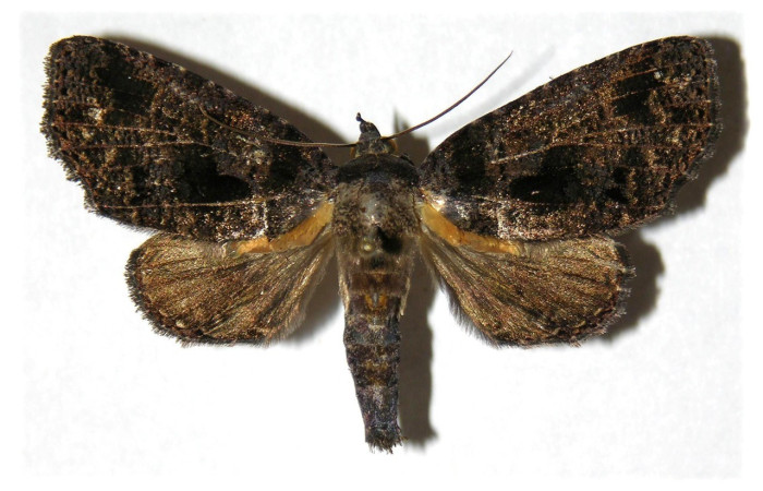 Figura 17. Adulto de, <i>Encruphion xanthotricha</i> (Erebidae). (05-SRNP-22363-DHJ313794).    