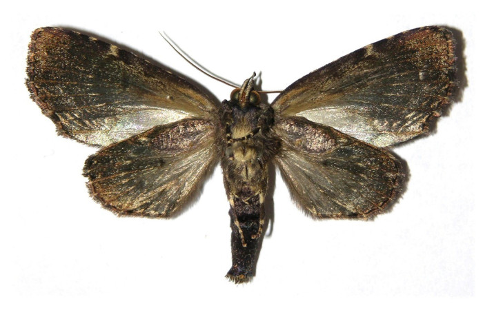 Figura 18. Adulto de, <i>Encruphion xanthotricha</i> (Erebidae). (05-SRNP-22363-DHJ313795).   	