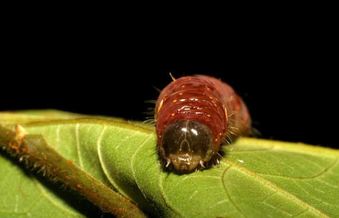 Figura 2. Detalle de cabeza, <i>Encruphion</i> Poole01 (Erebidae). (06-SRNP-21974-DHJ412009).    
