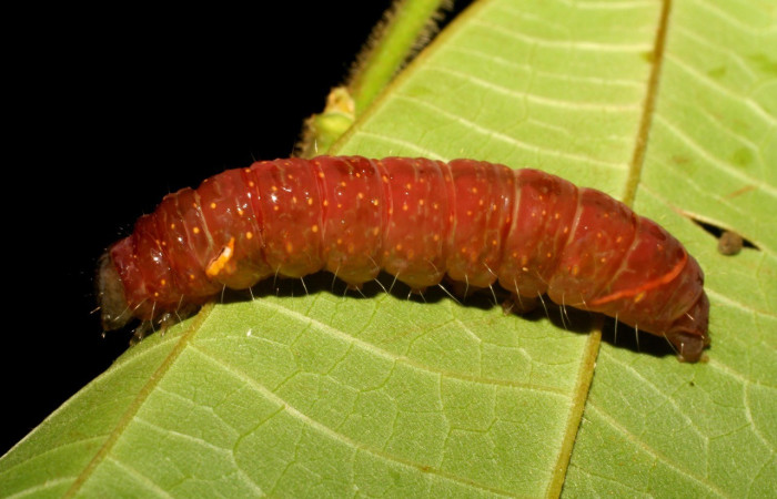Figura 8. Detalle lateral, <i>Encruphion</i> Poole01 (Erebidae), prepupa. (06-SRNP-21974-DHJ412011).    