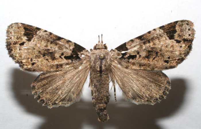 Figura 13. Adulto de <i>Encruphion porrima</i> (Erebidae). (07-SRNP-105516-DHJ615480).    