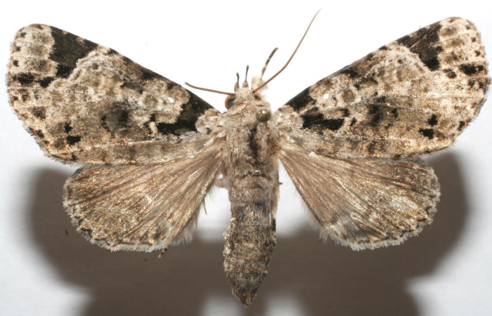 Figura 14. Adulto de <i>Encruphion porrima</i> (Erebidae). (07-SRNP-106903-DHJ616867).   	