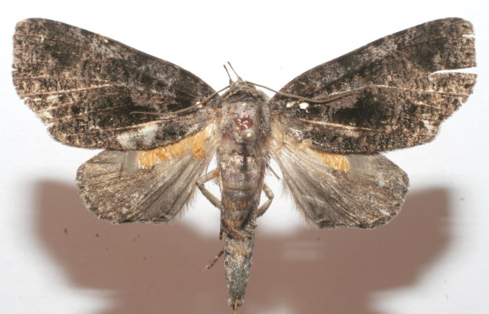 Figura 15. Adulto de, <i>Encruphion leena</i> (Erebidae). (08-SRNP-102450-DHJ626514).    