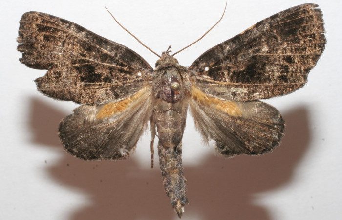 Figura 16. Adulto de <i>Encruphion leena</i> (Erebidae). (08-SRNP-102451-DHJ626515).   	
