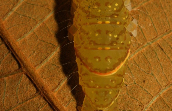Figura 7. Detalle de extremo trasero, <i>Encruphion</i> Poole01 (Erebidae). (11-SRNP-71679-DHJ484509).       