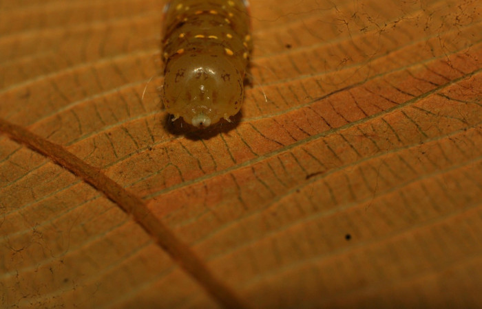 Figura 3. Detalle de cabeza, <i>Encruphion</i> Poole01 (Erebidae). (82-SRNP-402-DHJ4170).   	  