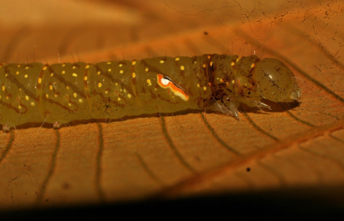 Figura 5. Detalle lateral, <i>Encruphion</i> Poole01 (Erebidae). (11-SRNP-71679-DHJ484512).    