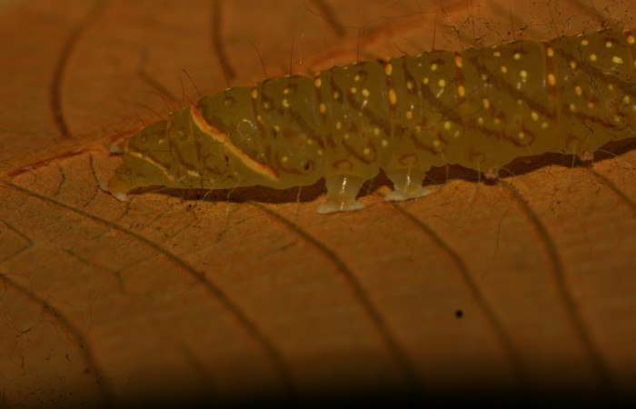 Figura 6. Detalle de extremo lateral trasero <i>Encruphion</i> Poole01 (Erebidae). (11-SRNP-71679-DHJ484514).   	