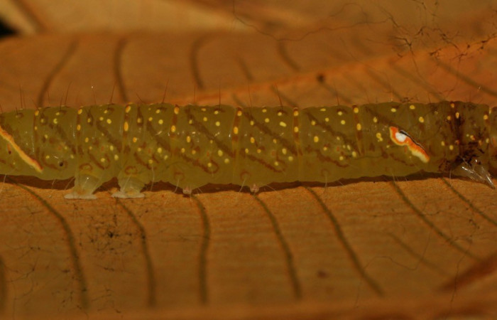 Figura 4. Detalle lateral <i>Encruphion</i> Poole01 (Erebidae). (11-SRNP-71679-DHJ484515).   