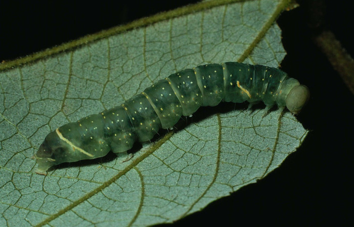 Figura 9. Detalle de alimentación, <i>Encruphion leena</i> (Erebidae), último estadio. (90-SRNP-1272-DHJ12822).   	