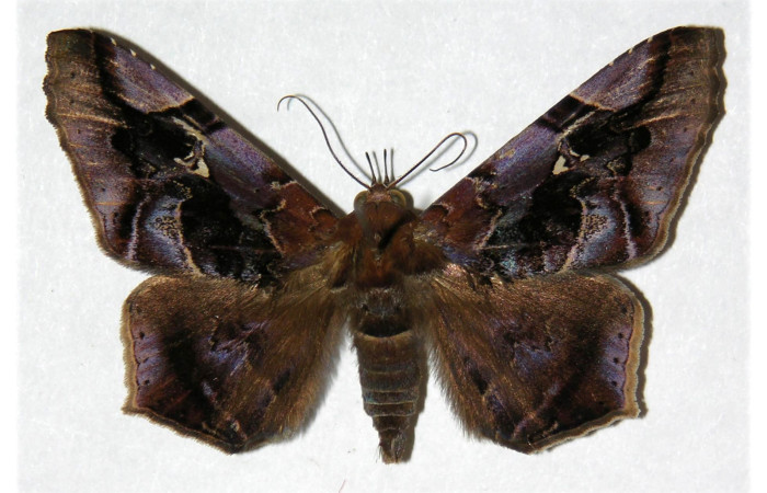 Fig. 13. Adulto de de <i>Euclystis guerini</i> (Erebidae), con colores oscuros característica que le permite la ausencia de reflejo de luz ya que son polillas nocturnas. Voucher: 01-SRNP-13316-DHJ312580.