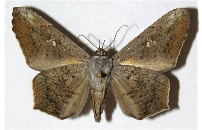 Fig. 14. Adulto de de <i>Euclystis guerini</i> (Erebidae), vista ventral con colores oscuros característica que le permite la ausencia de reflejo de luz ya que son polillas nocturnas. Voucher: 01-SRNP-13316-DHJ312581.
