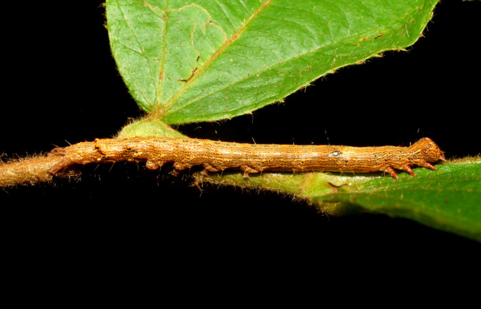 Fig. 5. Larva de <i>Euclystis guerini</i> (Erebidae), comiendo <i>Luehea speciosa</i> (Malvaceae). Voucher: 06-SRNP-57652-DHJ417825.