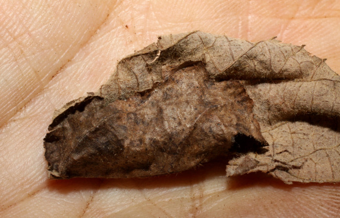 Fig. 11. Capullo de <i>Enicospilus randalli</i> (Ichneumonidae), cubierto por restos de hoja, parásito en larva de <i>Euclystis guerini</i> (Erebidae). Voucher: 08-SRNP-13205-DHJ469366.