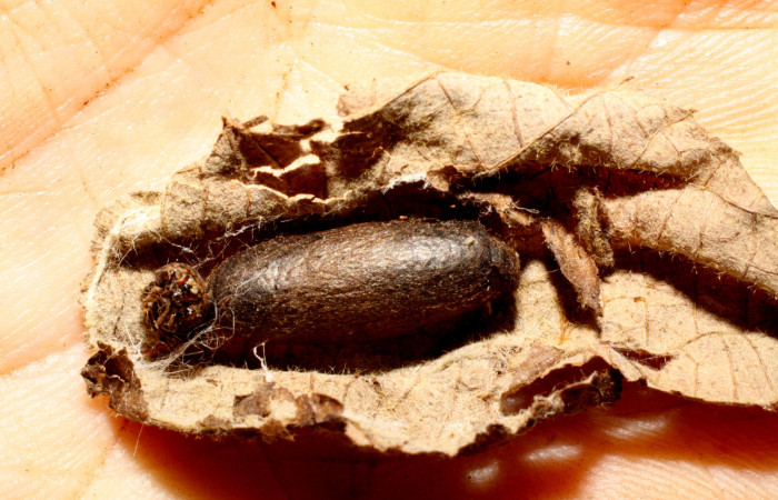 Fig. 12. Capullo de <i>Enicospilus randalli</i> (Ichneumonidae), parásito en larva de <i>Euclystis guerini</i> (Erebidae). Voucher: 08-SRNP-13205-DHJ469367.