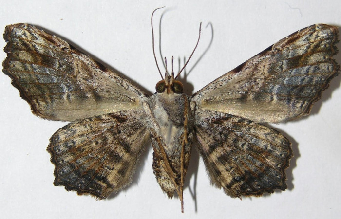 Fig. 17. Adulto de <i>Euclystis sublignaris</i> (Erebidae), vista ventral diferente a adulto de <i>Euclystis guerini</i> (Fig.14).Voucher: 09-SRNP-44848-DHJ514947
